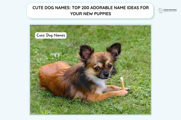 Cute Dog Names: Top 100 Adorable Name Ideas For Puppies