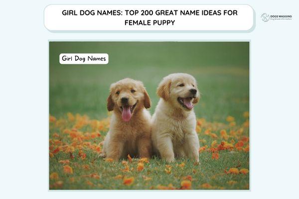 Girl Dog Names: Top 180 Great Name Ideas For Female Puppies