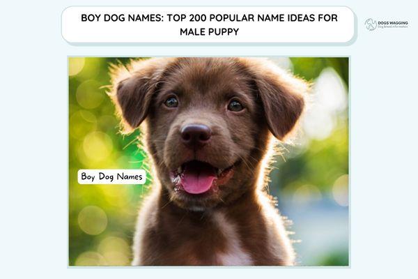 Boy Dog Names: Top 180 Popular Name Ideas For Male Puppies