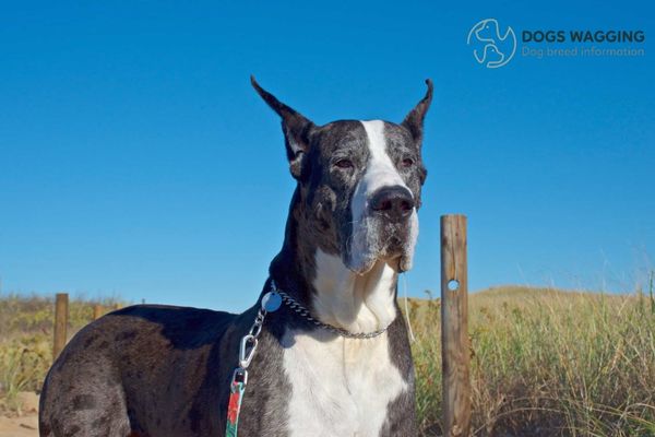 Ear Crop Great Dane