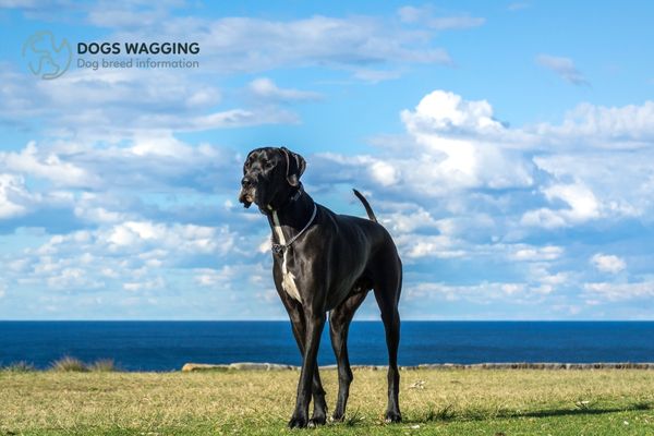 The Great Dane breed