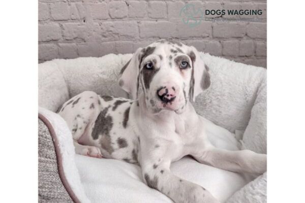 Blue Harlequin Great Dane All Things about This Enchanting Breed