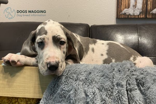 The Harlequin Blue Great Dane after bathing