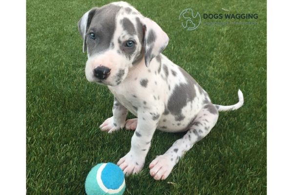 Blue Harlequin Dane Puppies