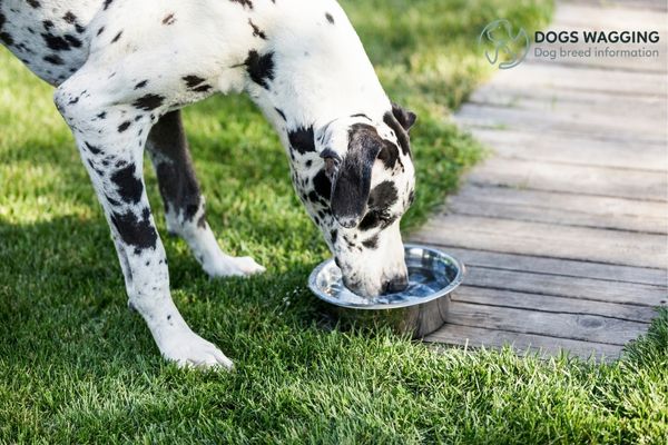 The Blue Harlequin Great Dane require high-quality food