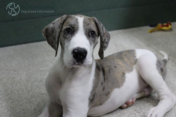 Blue Harlequin Great Dane All Things about This Enchanting Breed