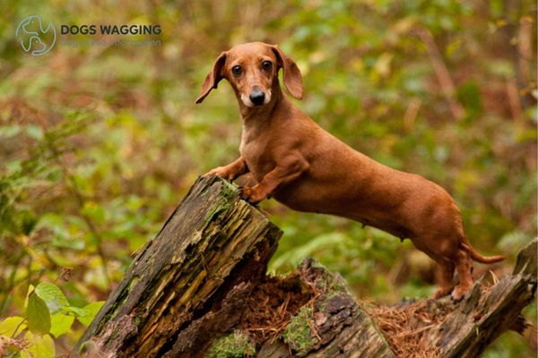 The Dachshund breed