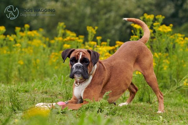 The Boxer breed