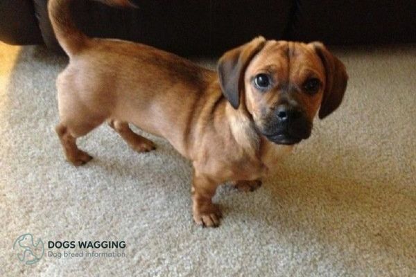 Boxer Dachshund Mix All Interesting Facts And Pictures