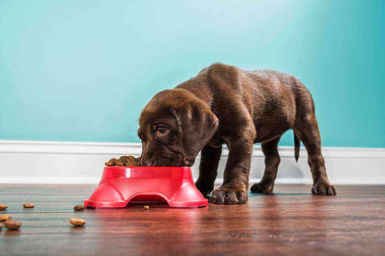 1721978531_best-dog-food-for-puppies.jpg