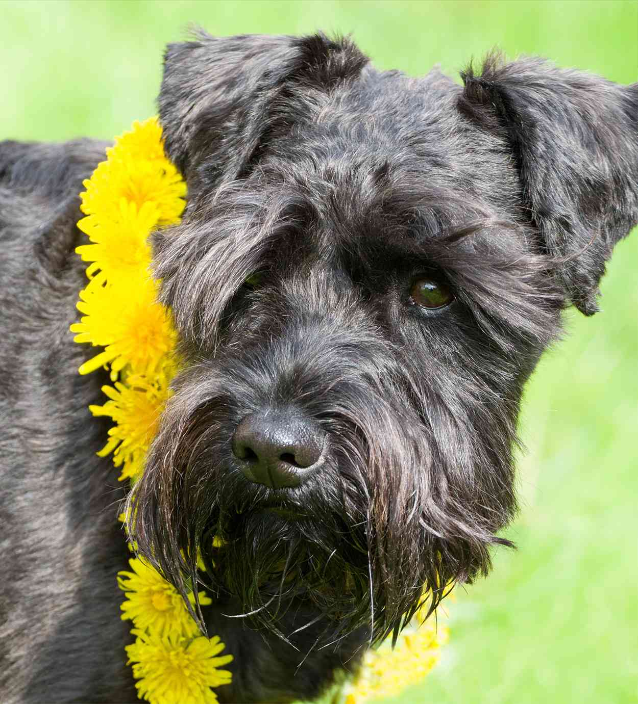 1721978534_schnauzer-lab-mix.jpg