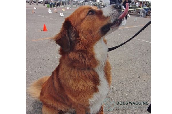 Active and versatile Red Bernese Mountain Dogs