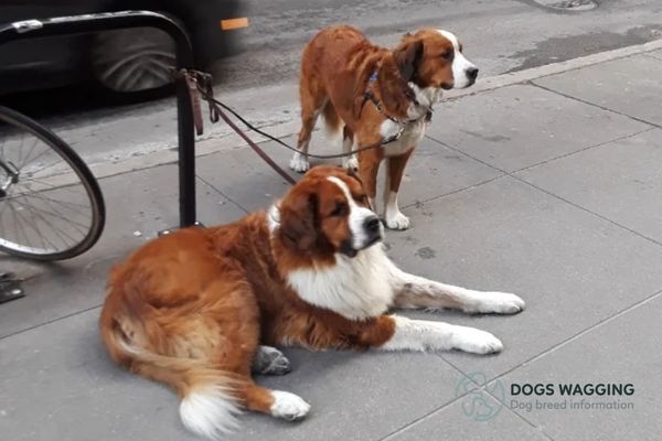 Red Bernese Mountain Dogs need moderate exercises