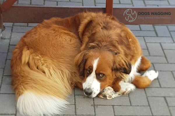 The coats of the Red Bernese Mountain Dog requires daily brushing