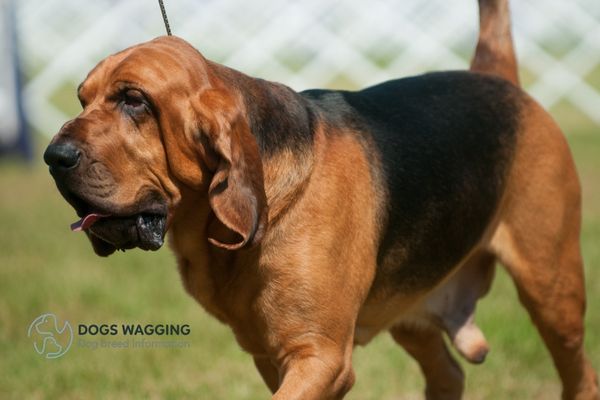 The Bloodhound breed