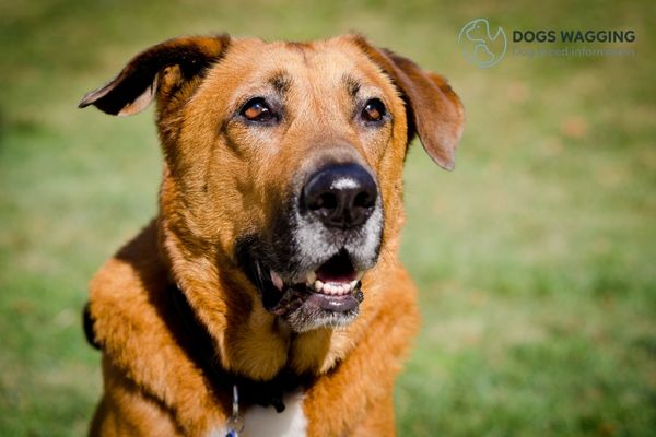 Bloodhound Pitbull Mix All Facts You Need To Know