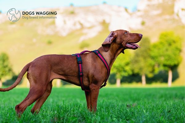 Bloodhound mix with Pitbull daily exercises