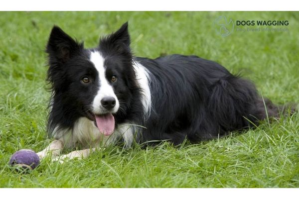 All About Border Collie Chihuahua Mix - A Beloved Hybrid Dog Breed