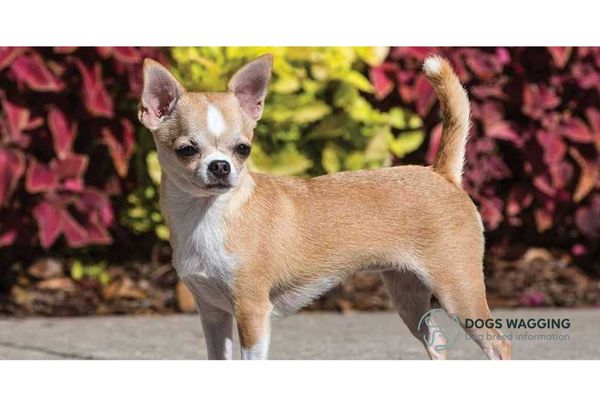 All About Border Collie Chihuahua Mix - A Beloved Hybrid Dog Breed