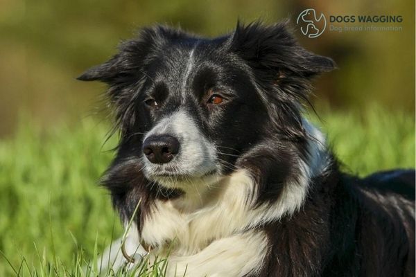 The Chihuahua Border Collie Mix takes a walk