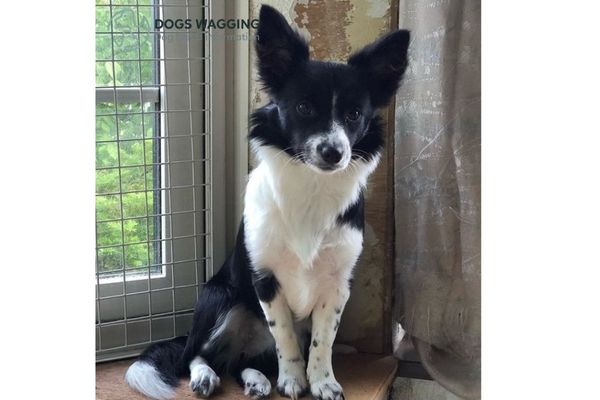 The Border Collie Chihuahua mix full grown