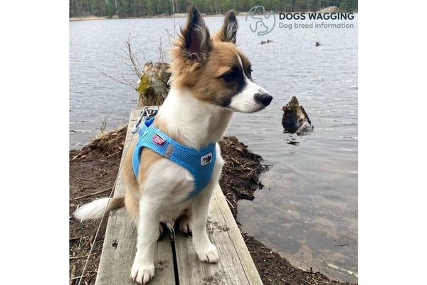 Border Collie Chi Mix Health Issues