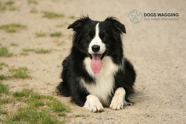 The Border Collie dog