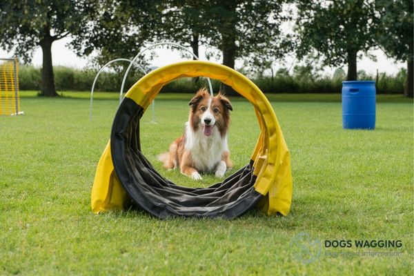 The Border Collie mixed with Terrier requires daily exercise and mental stimulation