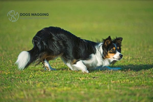 The Border Collie Dog