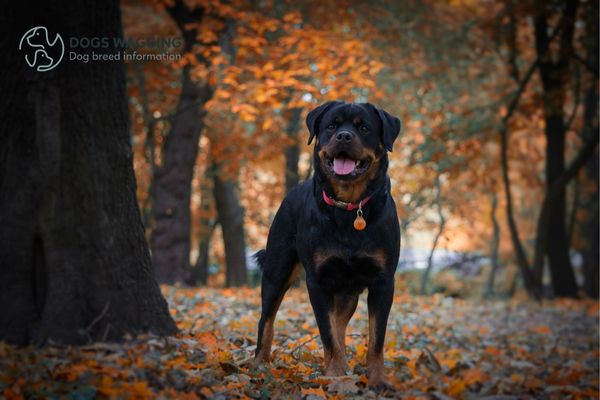 Border Collie Mixed With Rottweiler All Fun Facts & Pictures