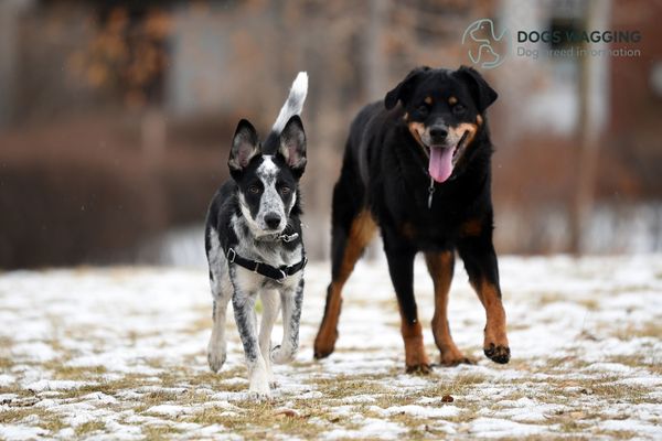 The appearance of a Border Collie and Rottweiler mix can vary