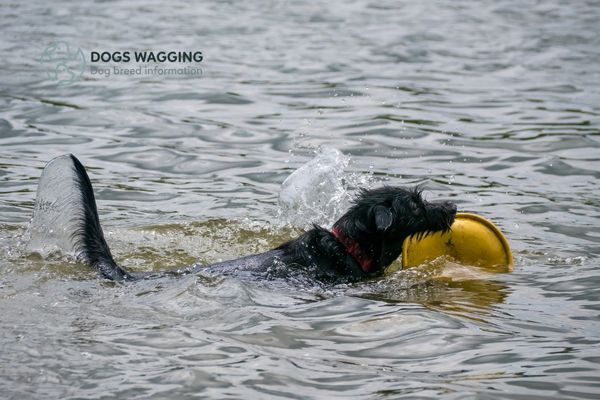 Border Collie Mixed With Rottweiler All Fun Facts & Pictures