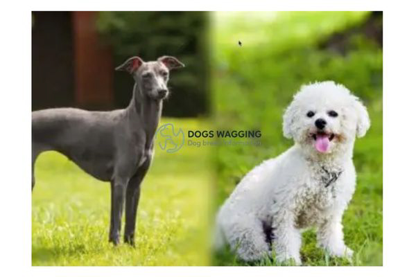 Greyhound Poodle Mix: Should You Get a Pet for Your Family?