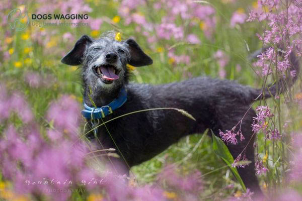 Greyhound and Poodle mix requires daily exercise