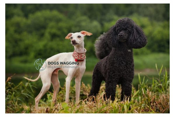 Greyhound Poodle Mix: Should You Get a Pet for Your Family?