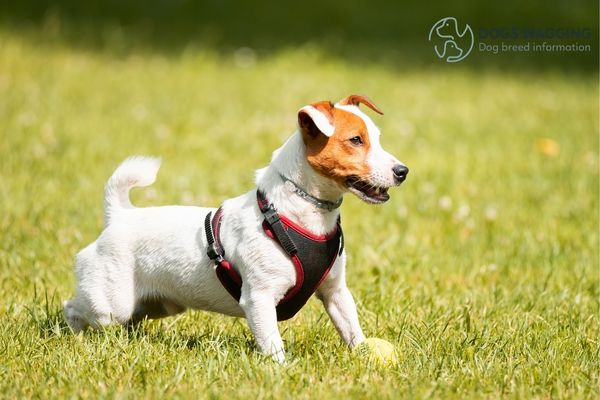 The Jack Russell Terrier