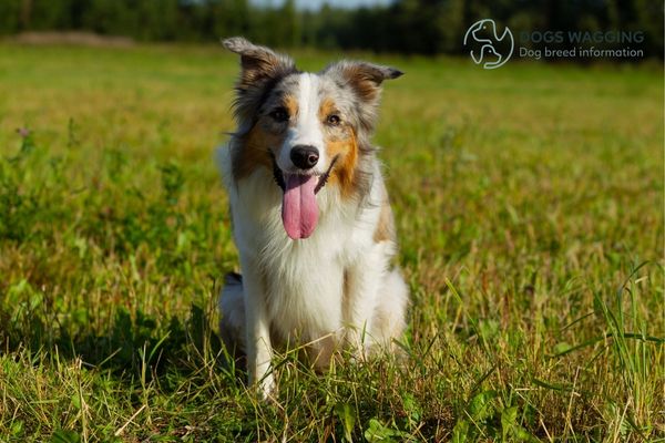 The Border Collie