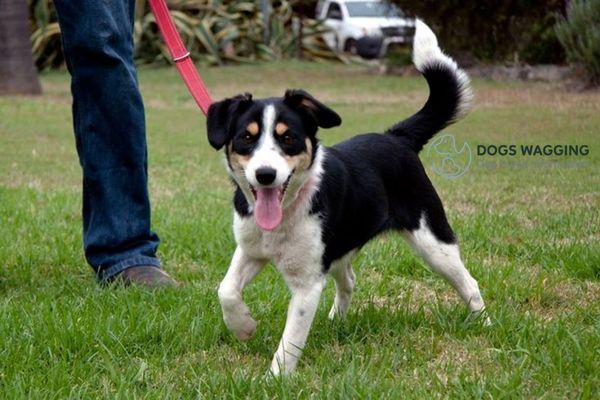 Border Collie Jack Russell Mix Exercise Needs