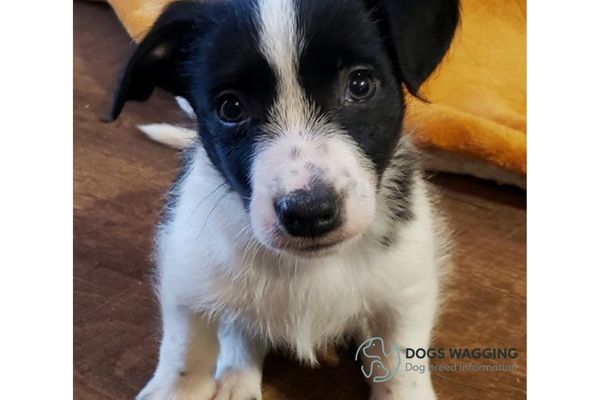 Jack Russell Border Collie Mix Puppy