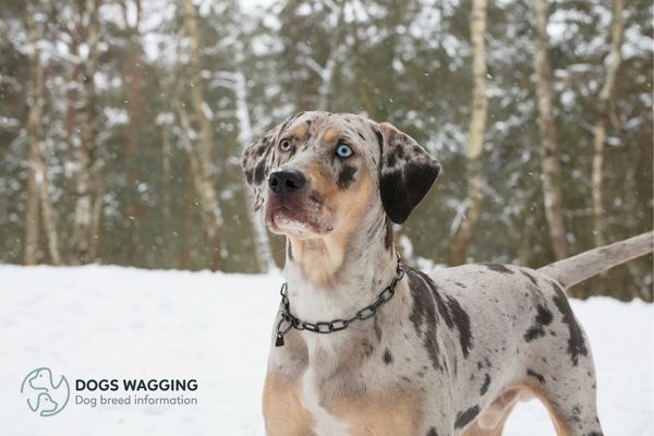 The Catahoula Leopard breed