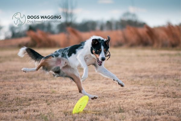 The Border Collie Catahoula Mix is playing fetch games