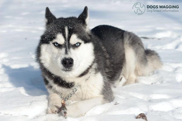 The Siberian Husky Dog