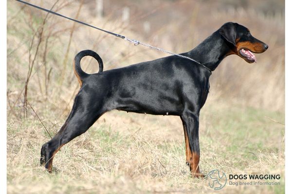 The Doberman Breed