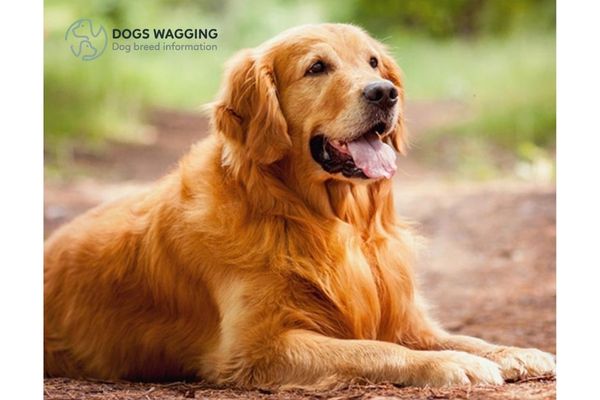 The Golden Retriever Breed