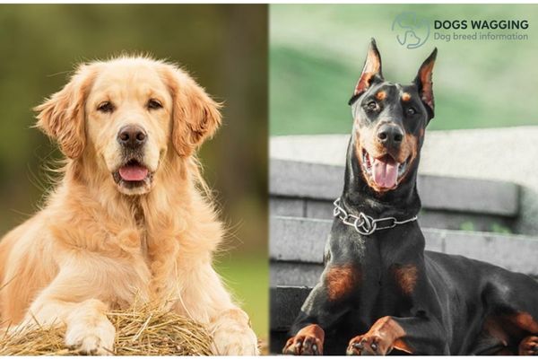 Doberman Golden Retriever Mix: Interesting Characteristics, Pictures