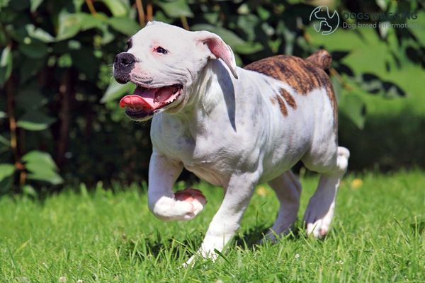 The American Bulldog