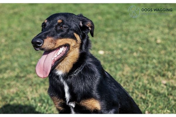 Golden Retriever Doberman Mix Physical and Mental Exercise