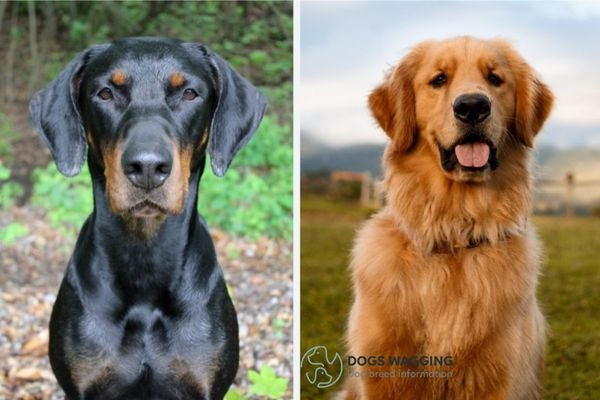 Golden Retriever Mixed With Doberman Health Conditions