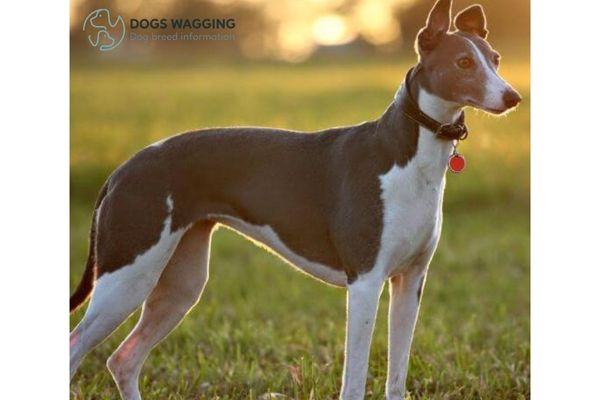 The Whippet Breed