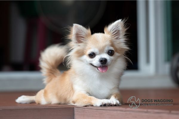 The Chihuahua Breed